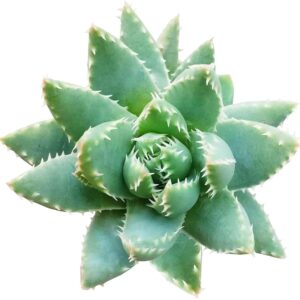 2 inch Aloe Brevifolia Succulent Plant