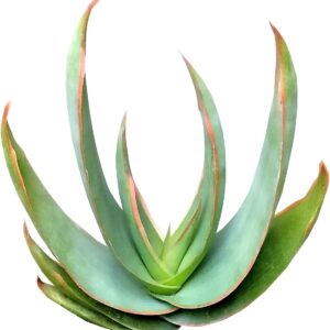 2 inch Coral Aloe Vera Succulent