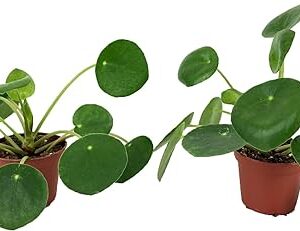 2 Pilea Peperomioides Plants in 2" Pot