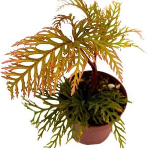 2" Pink Fern Leaf Begonia