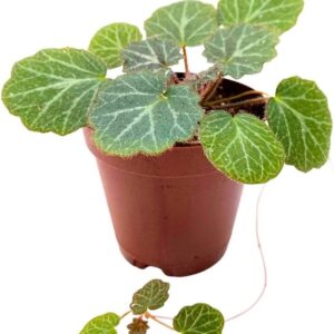 2" Strawberry Begonia Creeping Saxifrage Plant