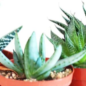 3 Aloe Plants - Easy Care Set