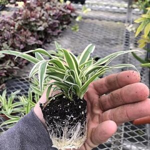 3 Pack Airplane Spider Plant Combo