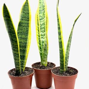 3-Pack Laurentii Snake Plant in 4-inch Pot