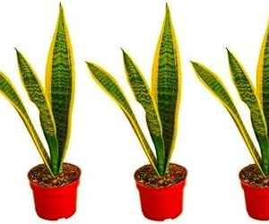 3 Pack Live Snake Plant