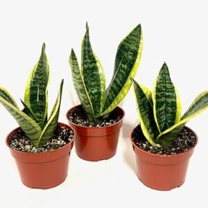 3-Pack Sansevieria Snake Plant in Pots