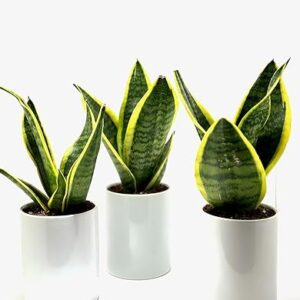 3 Superba Snake Plants in White Pots