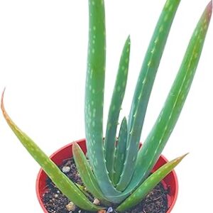 4" Aloe Vera & Succulents by Succulent Cult