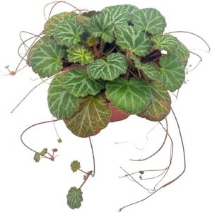 4 inch Strawberry Begonia Plant