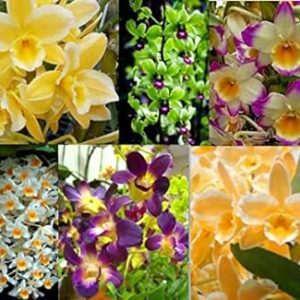 4 Live Dendrobium Orchid Plants