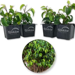 4 Live Ficus Starter Plants Collection