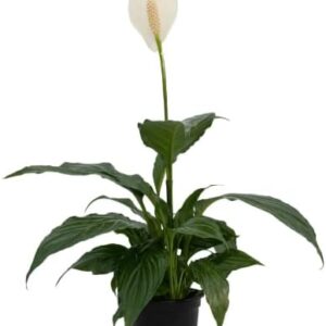 4" Peace Lily Live Houseplant Pot