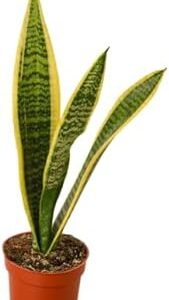 4" Pot Live Snake Plant