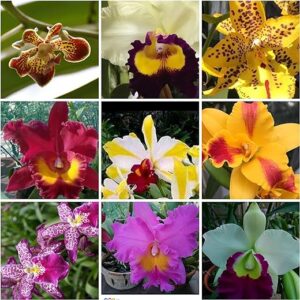 5 Live Premium Orchids Collection