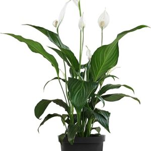 6 Inch Peace Lily in Pot