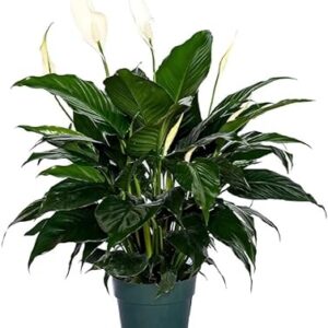 6" Peace Lily in Pot