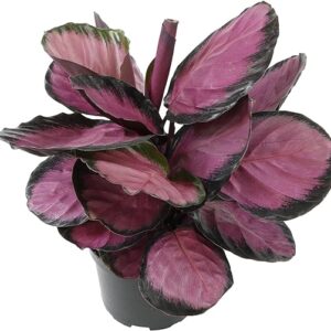 6" Purple Calathea Prayer Plant Pet-friendly