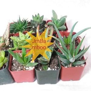 7 Aloe Plants - Easy to Grow