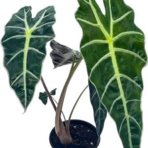 Alocasia African Mask 4-inch Plant