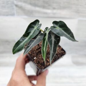 Alocasia Bambino 3 inch Nursery Plant