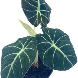 Alocasia Black Velvet Plant in Pot