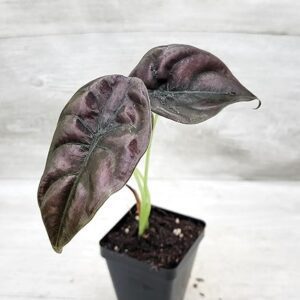 Alocasia Cuprea Red Secret 3" Plant