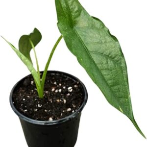 Alocasia Dragon's Breath Live Plant