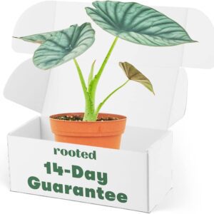 Alocasia Nebula Live Indoor Plant 4-inch