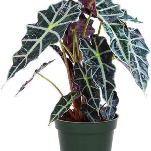 Alocasia Polly Live Tropical Houseplant