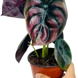 Alocasia Red Secret Live Plant 6-inch