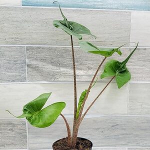 Alocasia Stingray 4 inch Nursery Plant