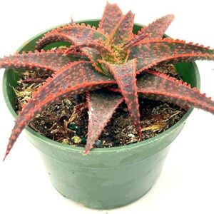 Aloe Christmas Carol in 4" Pot