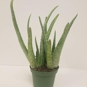 Aloe Vera 4 Inch Live Plant