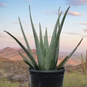 Aloe Vera Live Indoor Outdoor Plant