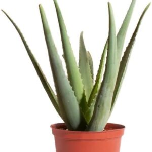 Aloe Vera Live Plant, 4-Inch Pot