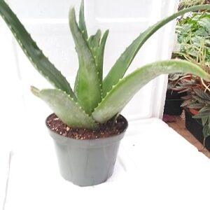 Aloe Vera Live Plant in 6'' Pot