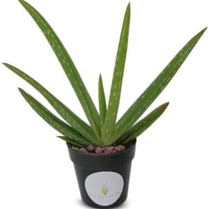 Aloe Vera Plant, Air Purifying Succulent