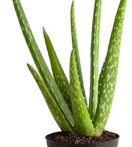 Aloe Vera Plant, Indoor Houseplant, Air Purifier