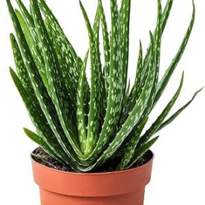 Aloe Vera Seeds for Beginner Gardeners