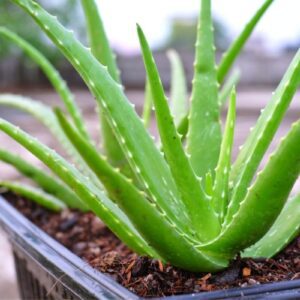 Aloe Vera Starter Plants in Pots