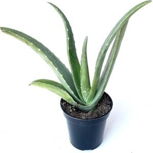 Aloe Vera Succulent Plant, 8-12" Tall