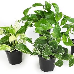 Altman Plants Live Pothos (4PK) Houseplants