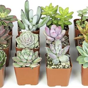 Altman Plants Live Succulents Variety Pack