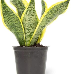 Altman Snake Plant, Fully Rooted Indoor