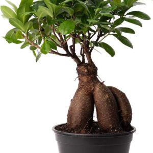 American Plant Exchange Ficus Ginseng Bonsai