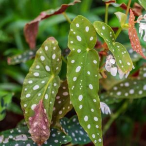 Angel Wing Begonia Live Plant