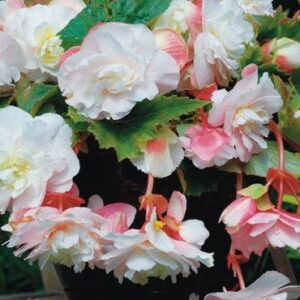 Angelique Begonia Plant