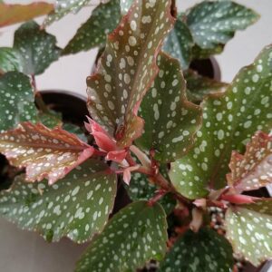 Angelwing Begonia Medora 4-6” Starter Plant