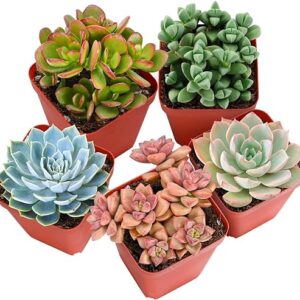 Assorted 5-Pack Live Succulent Plants