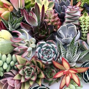 Assorted Live Succulent Cuttings for Gardens